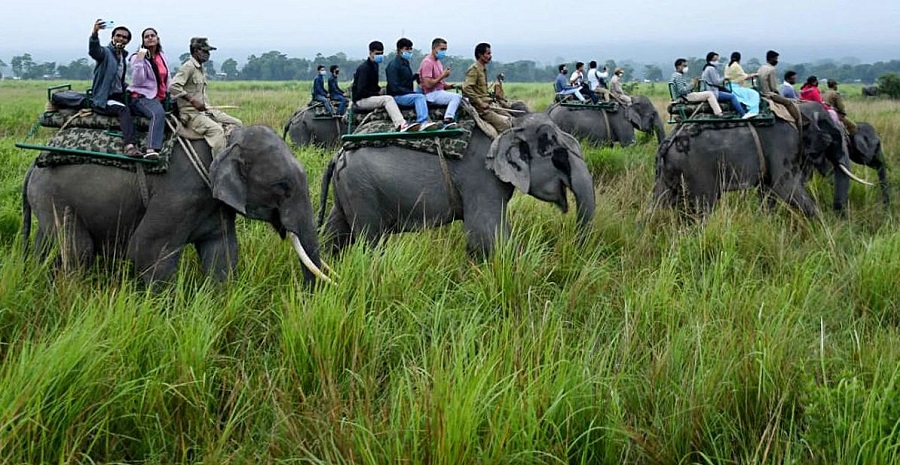 Elephant Safari